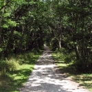 Old Country Lane                 